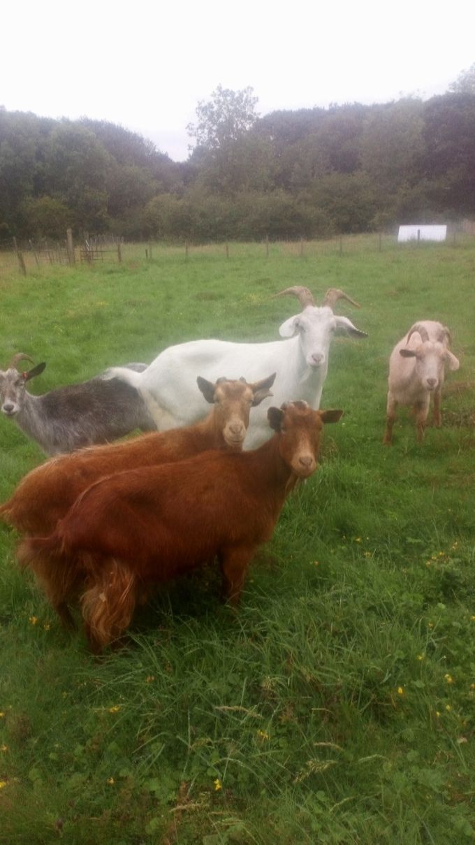 Five new arrivals in early August 2019. 