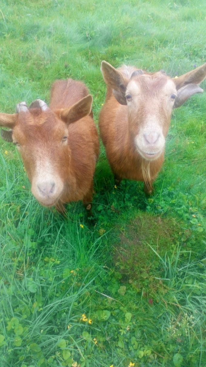 Amile and Matilda.  